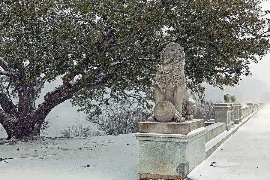 The Lion in Winter Photograph by Jerry Gammon