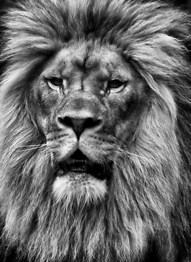 The Lion King Photograph by Andrea Dizzy - Fine Art America