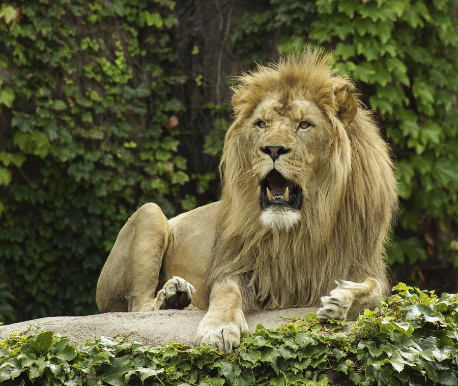 The Lion King Photograph by Greg Thiemeyer - Fine Art America