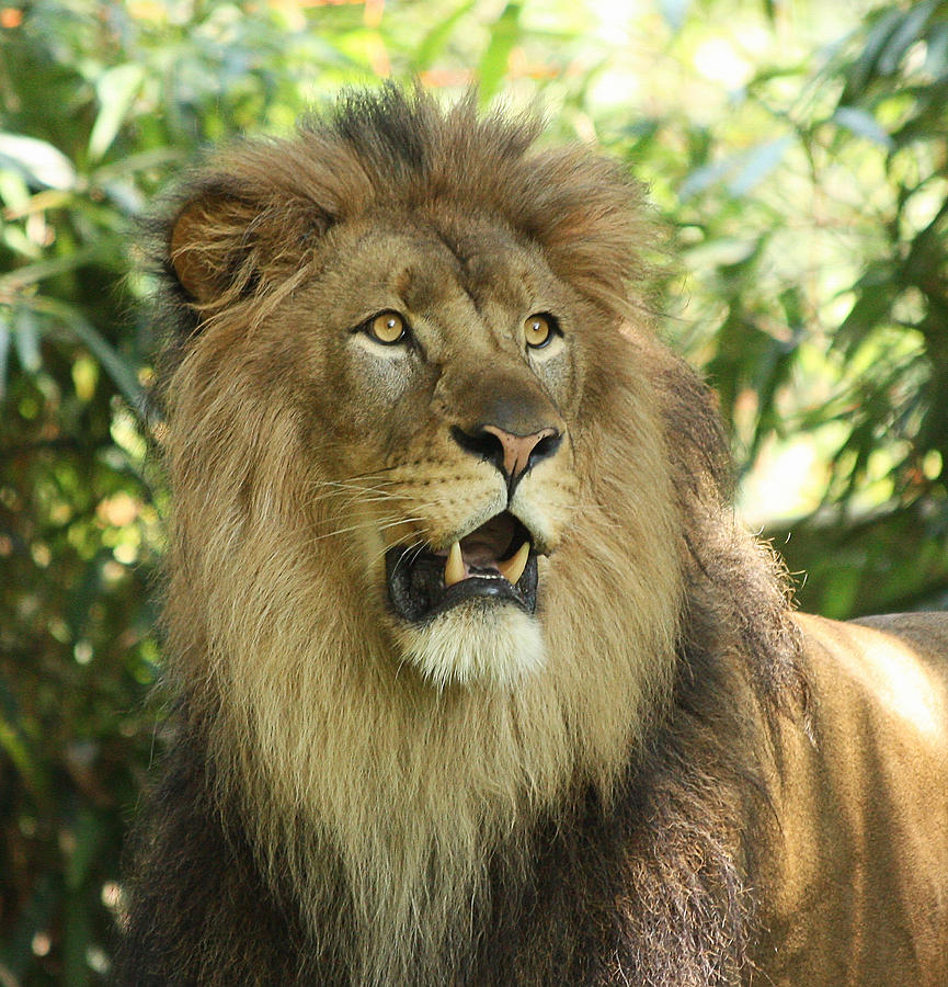 The Lion King Photograph by Kim Hojnacki