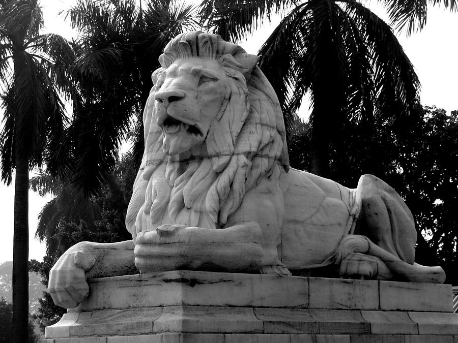 Black And White Photograph - The lion by Prajakta P