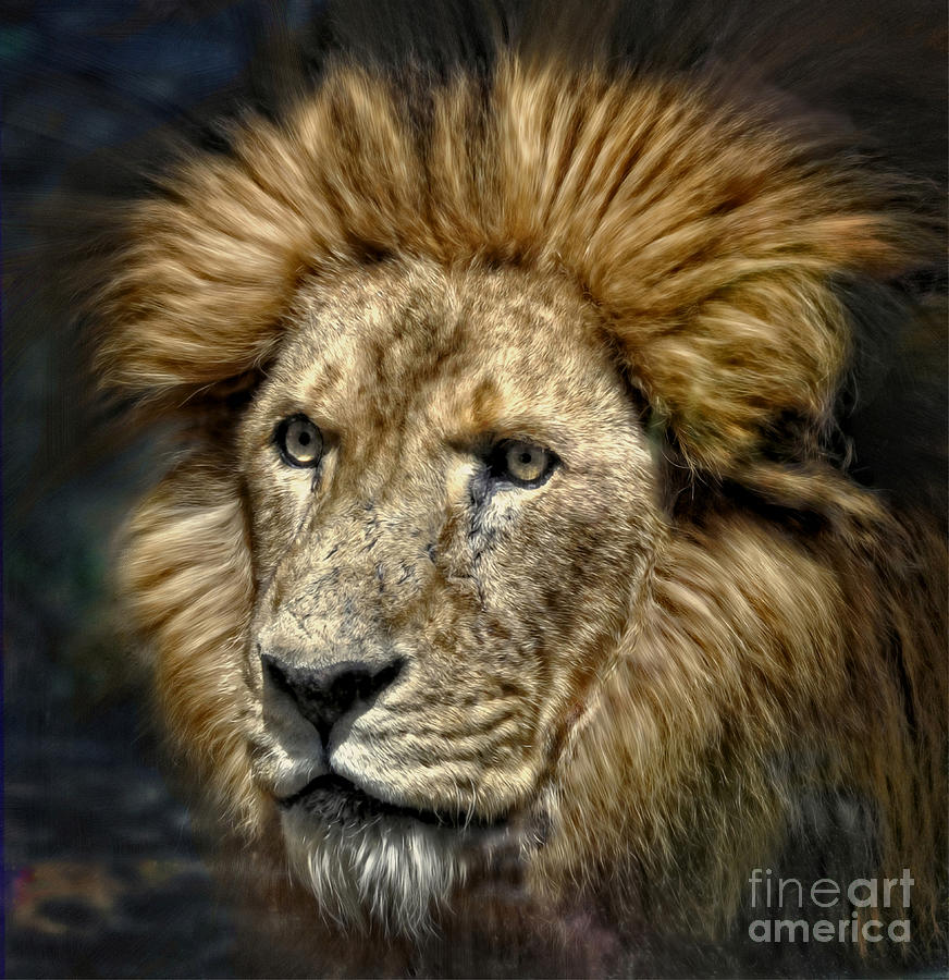 The Lion Digital Art by Savannah Gibbs