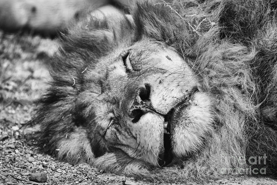The Lion Sleeps Tonight Photograph by Douglas Barnard