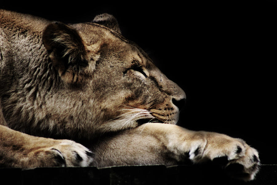 Lion Photograph - The Lion Sleeps Tonight by Martin Newman