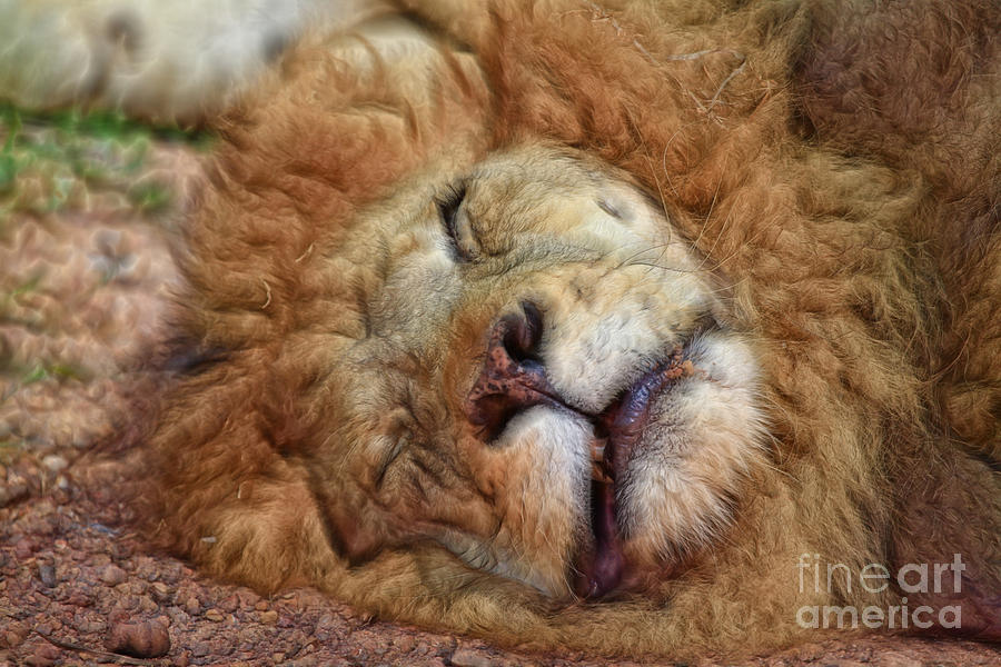 The Lion Sleeps Tonight V2 Photograph by Douglas Barnard