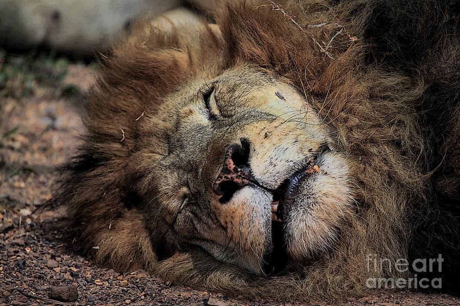 The Lion Sleeps Tonight V3 Photograph by Douglas Barnard