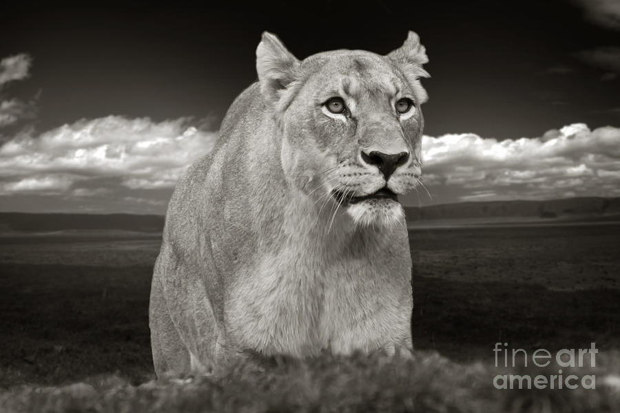 The lioness Photograph by Christine Sponchia