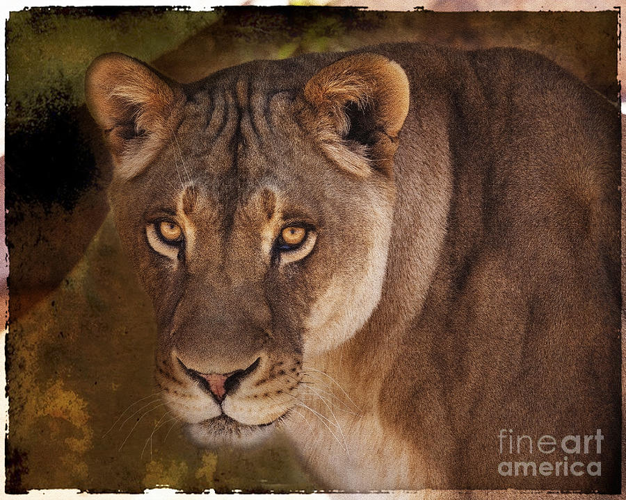 The Lioness  Photograph by Janice Pariza