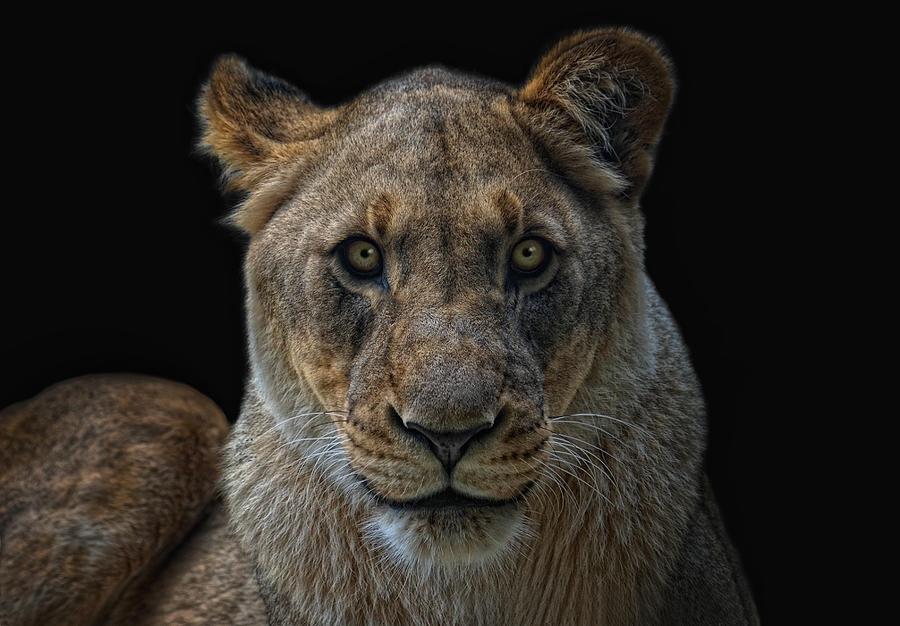 The Lioness Photograph