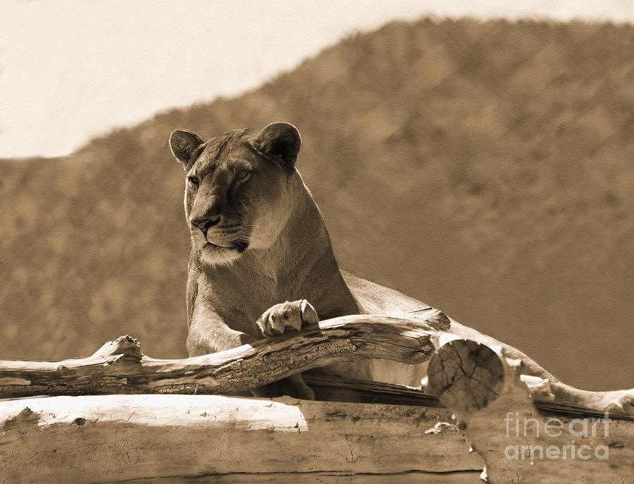 The Lioness Out of Africa Photograph by Janice Pariza