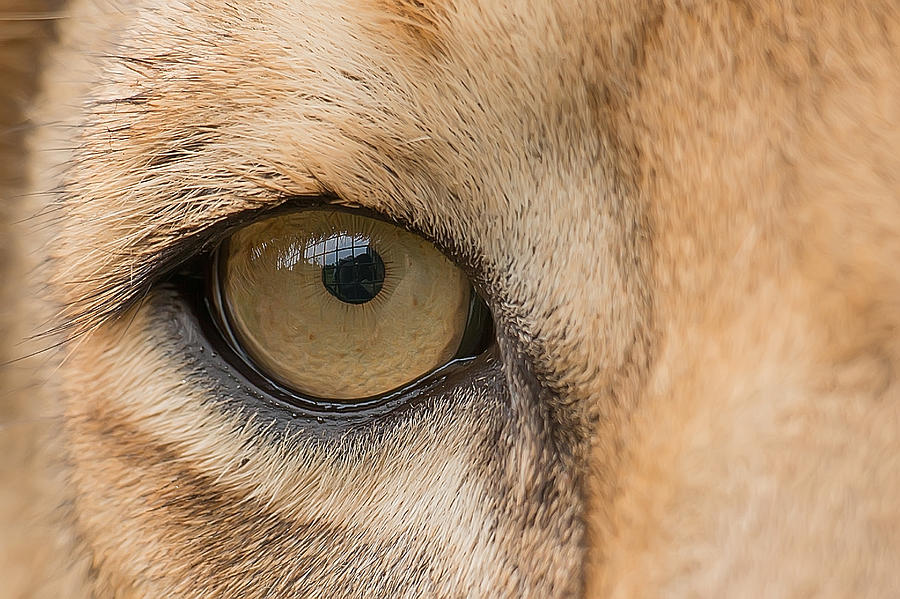 The Lions Eye Photograph by Azim Khan Ronnie