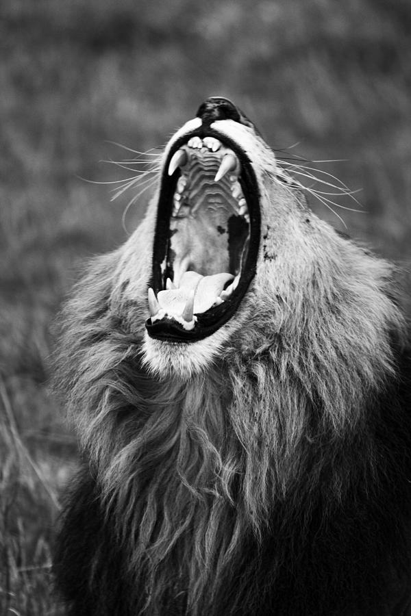 Roar Photograph by Aidan Moran