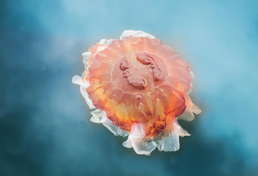 The Lions Mane Jellyfish Cyanea Photograph by Debra Brash / Design Pics