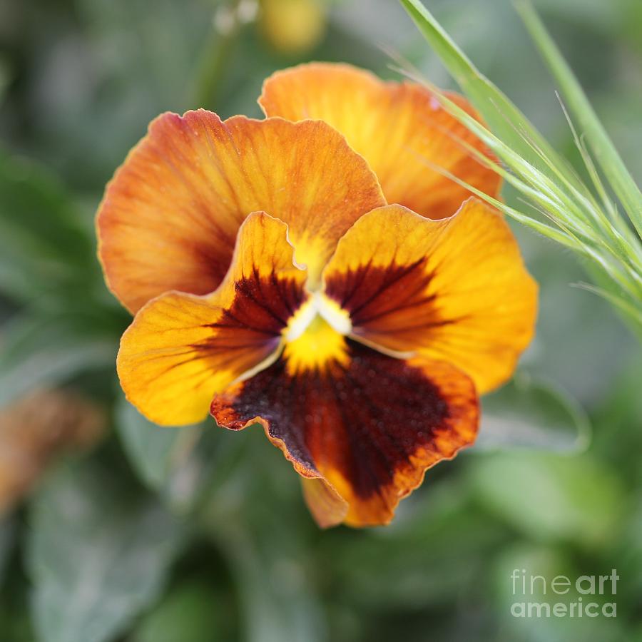 The lion’s mouth flower Photograph by Ahmed Salem Ragap - Fine Art America