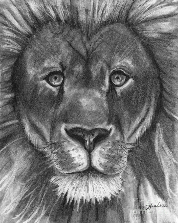 The Lion's Stare Drawing by J Ferwerda