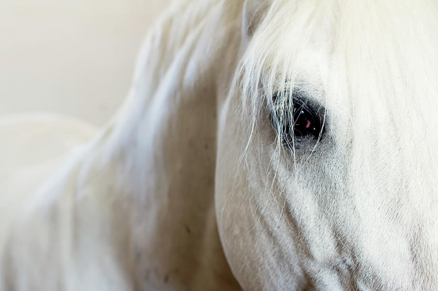 The Lipizzaner Horse Look Photograph by Mataya