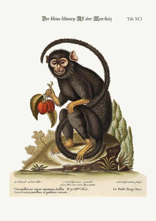 The little Black Monkey Drawing by Splendid Art Prints - Pixels