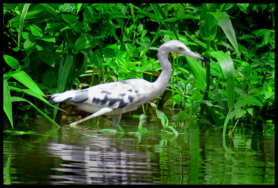 The Little Blue Heron Photograph by Gary Keesler