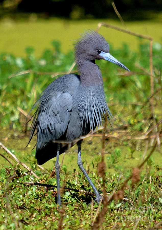 The Little Blue Heron Photograph by Kathy Baccari