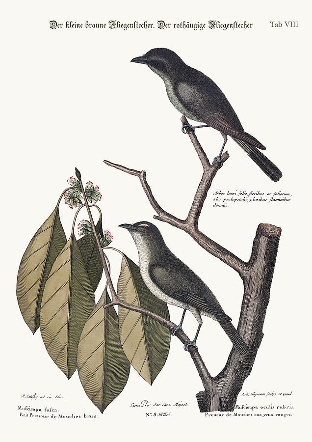 Mark Catesby Drawing - The little brown Flycatcher. The red-eyed Flycatcher by Splendid Art Prints