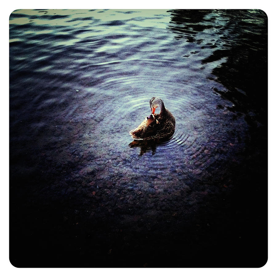 The Little Duck on the Northern Lake Photograph by Natasha Marco