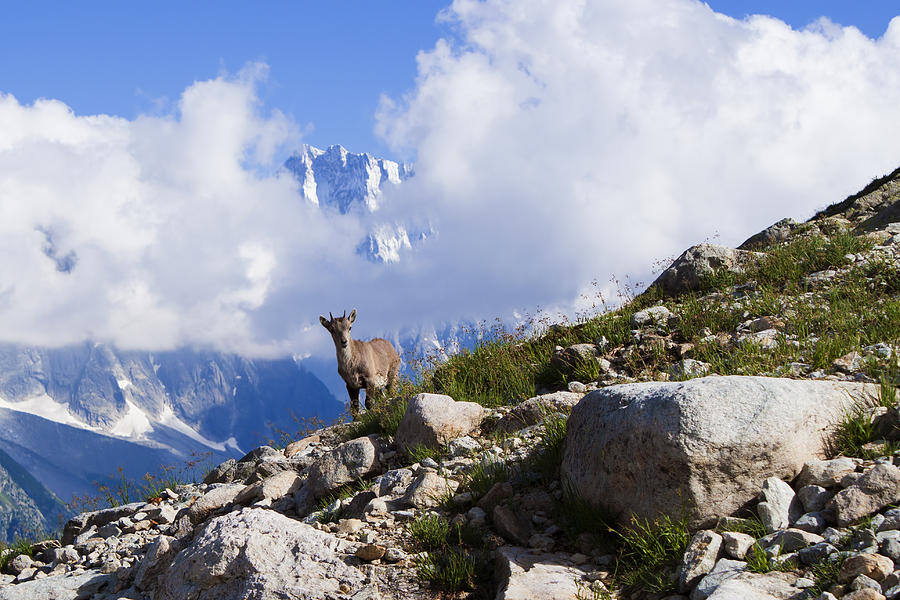 The Little Ibex Photograph by Mircea Costina Photography