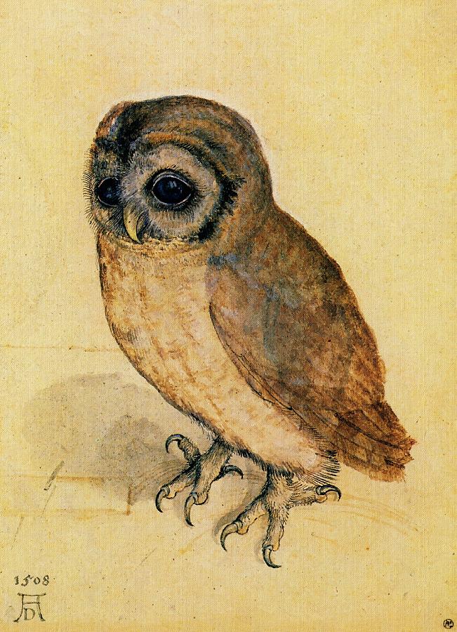 The Little Owl Painting by Albrecht Durer