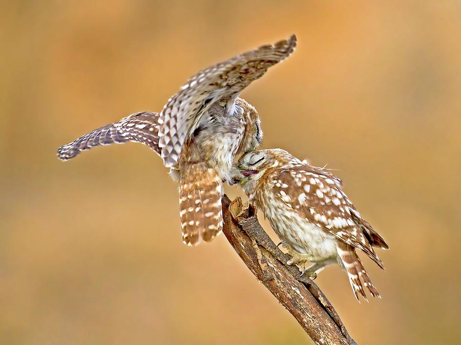 Animal Photograph - The Little Owl Athene Noctua by Photostock-israel