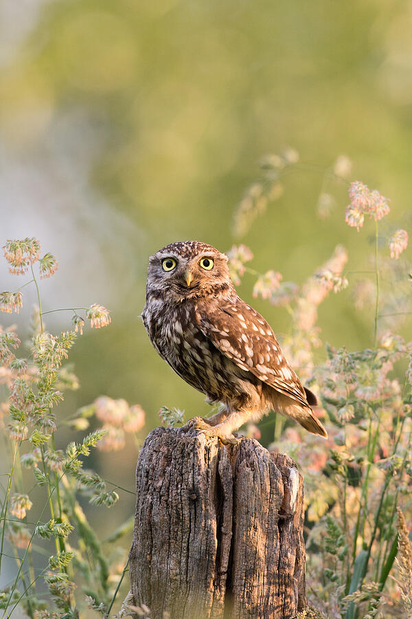 Owl Photograph - The Little Owl by Roeselien Raimond