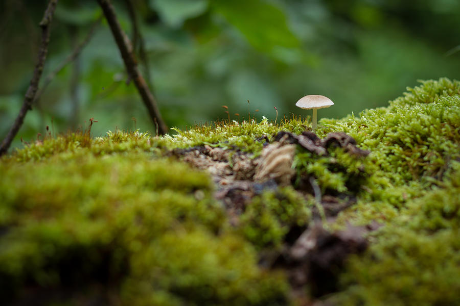 Nature Photograph - The Little Things by Andreas Levi