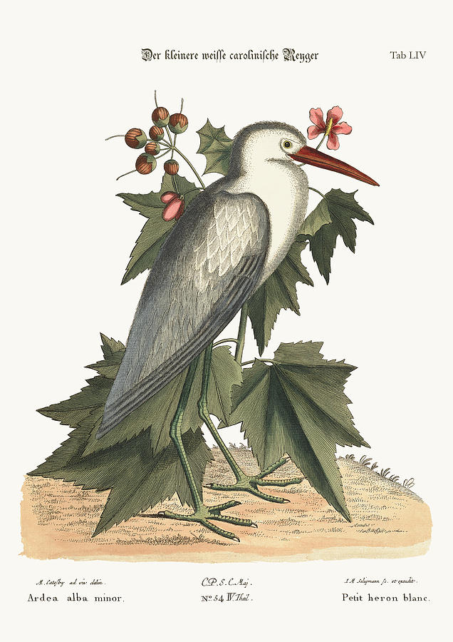 Mark Catesby Drawing - The little white Heron by Splendid Art Prints