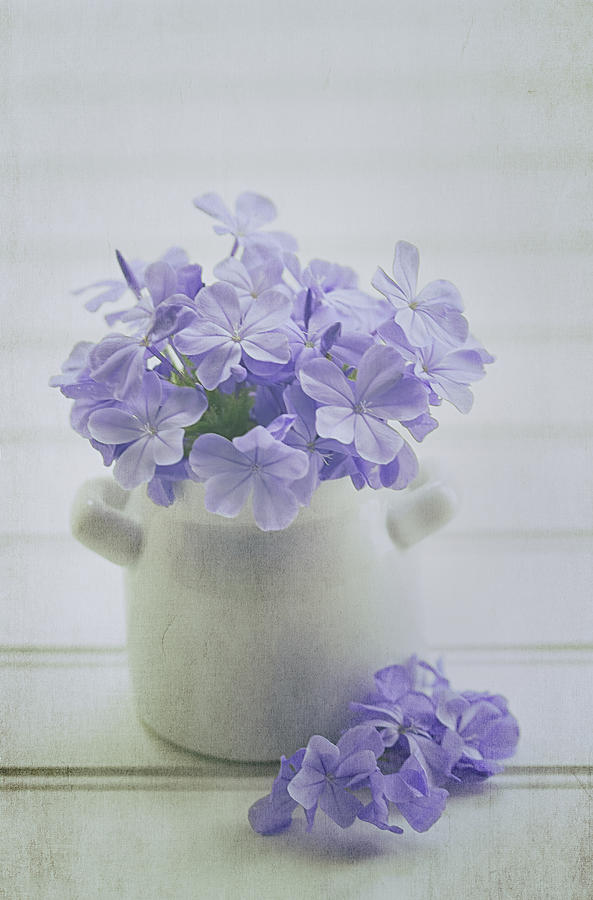 Flower Photograph - The Little White Pot by Kim Hojnacki