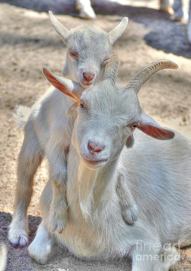 Animal Photograph - The Littlest Goat by Kathy Baccari