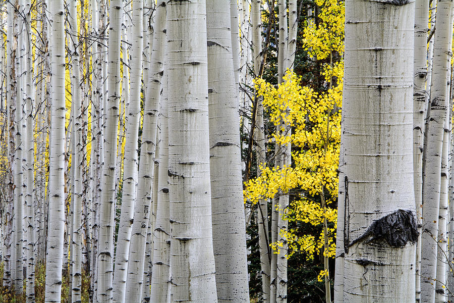 The Littlest One Photograph by The Forests Edge Photography - Diane ...