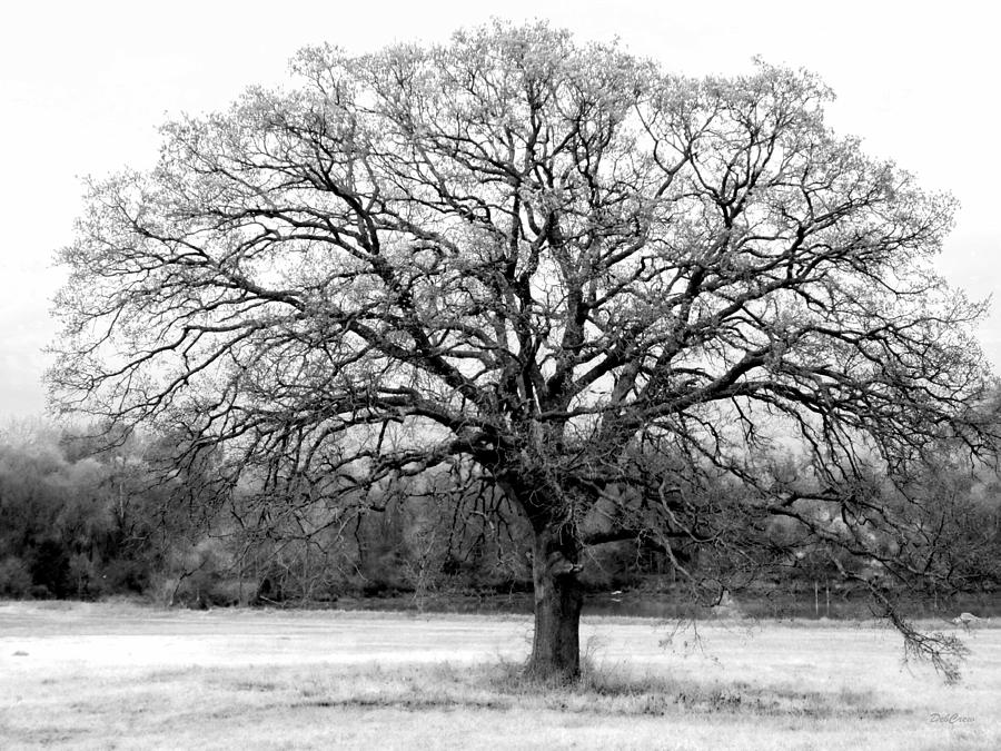 The Living Tree Photograph by Deborah  Crew-Johnson