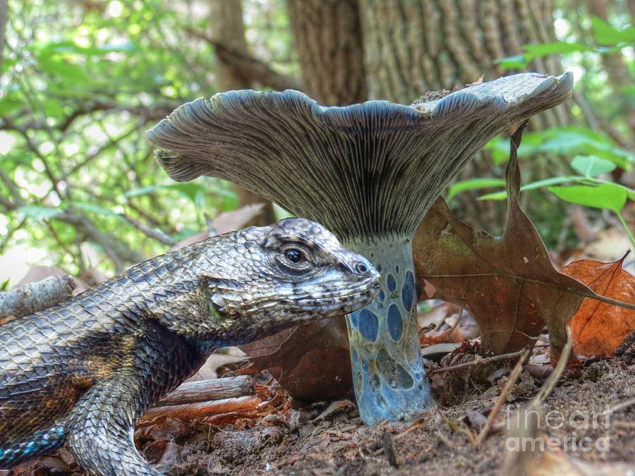 The Lizard and the Blue Mushroom Photograph by Chuck Buckner Fine Art