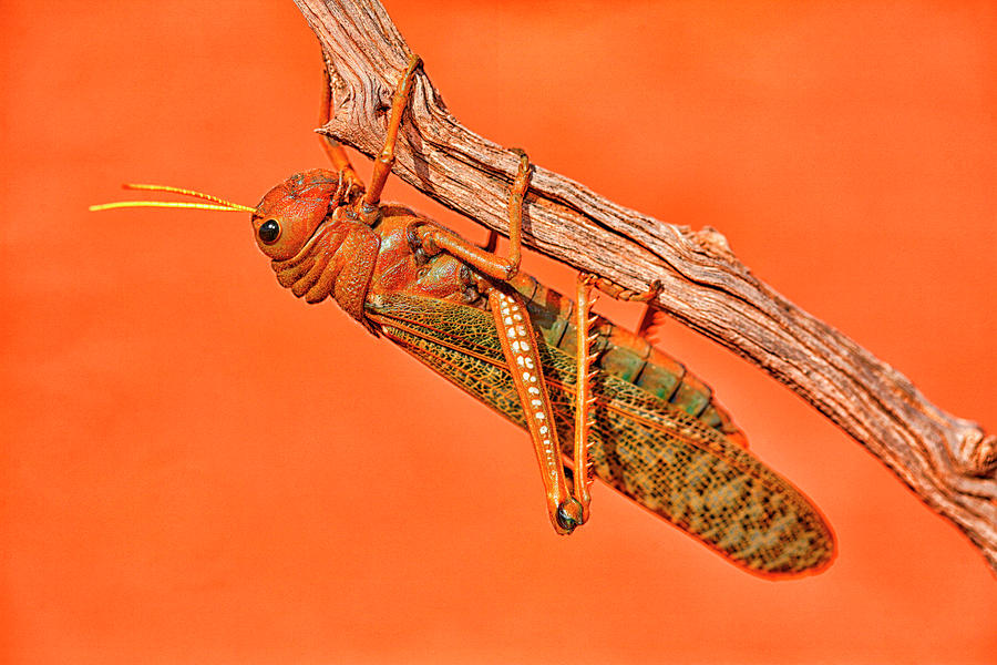 The Locusts Acrididae, Popularly Known Photograph by David Santiago Garcia The Locusts Acrididae, Popularly Known Photograph by David Santiago Garcia