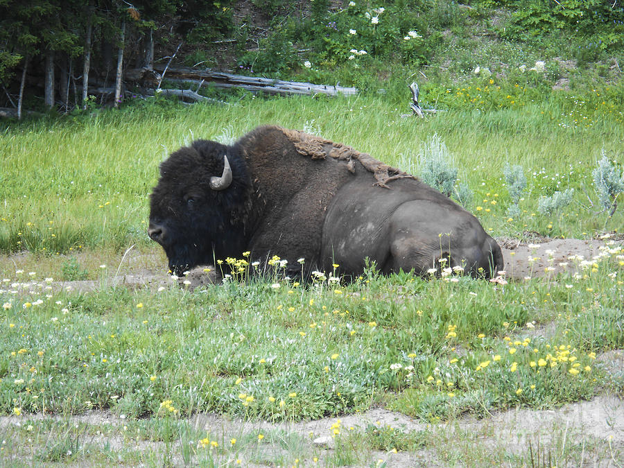 The Lone Buffalo Photograph by Elizabeth M