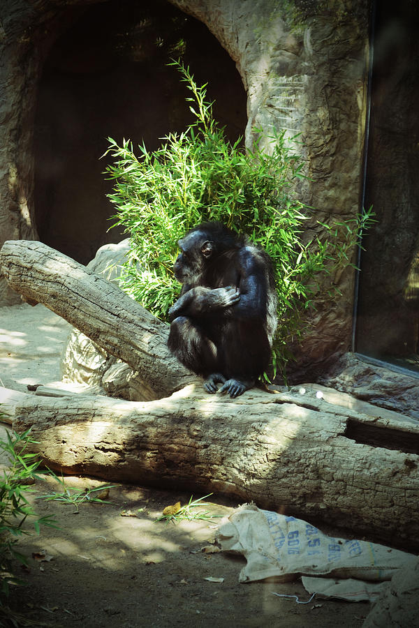 The Lone Chimp Photograph by Holly Blunkall