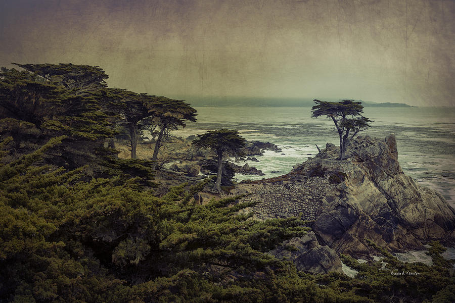 The Lone Cypress Photograph by Angela Stanton