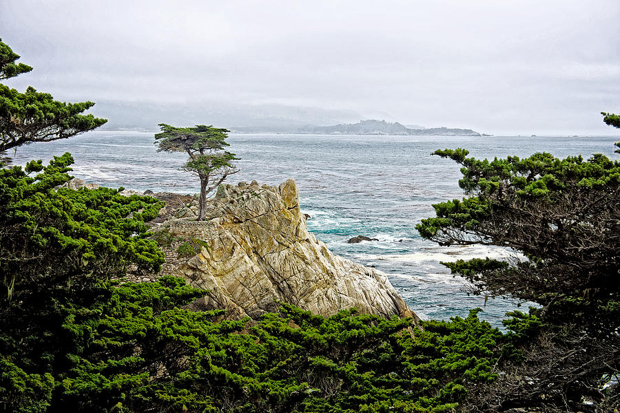 Landscape Photograph - The Lone Cypress by Bill Boehm