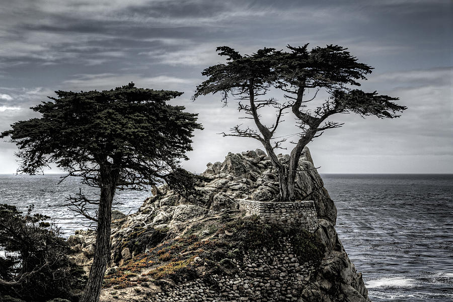 The Lone Cypress Photograph by Eduard Moldoveanu