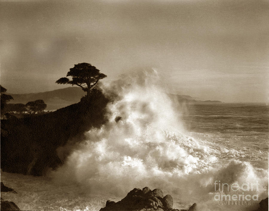 Lone Cypress Photograph - The Lone Cypress Midway Point Pebble Beach  Lewis Josselyn  Circa 1916  by Monterey County Historical Society