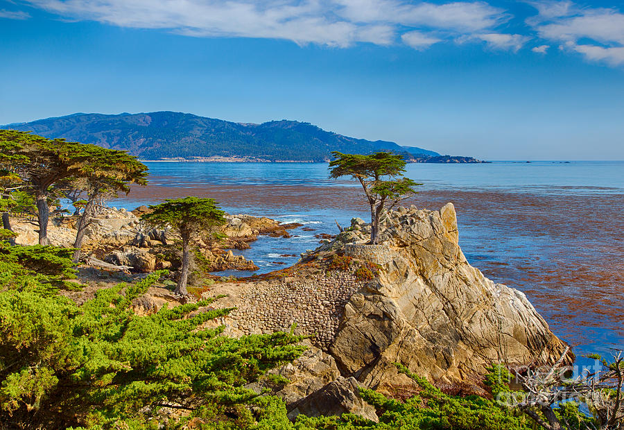 The Lone Cypress Photograph by Mimi Ditchie