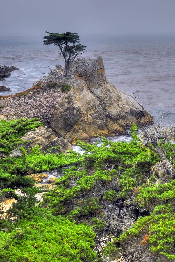 The Lone Cypress Photograph by Willie Harper