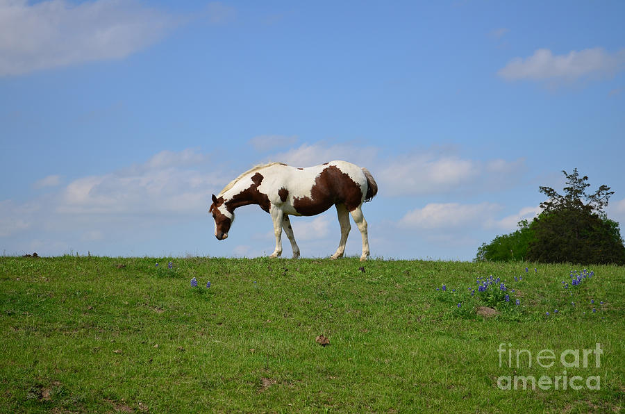 Horse Photograph - The Lone Horse by Hilton Barlow