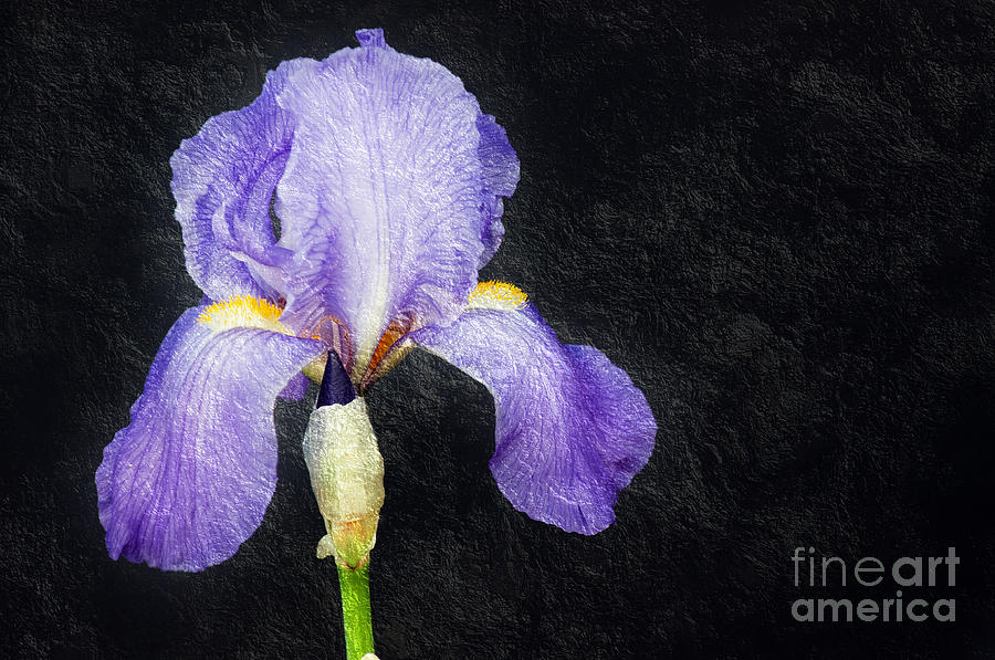 The Lone Iris Photograph by Andee Design