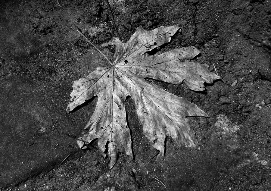 The Lone Leaf Photograph by Jaeda DeWalt