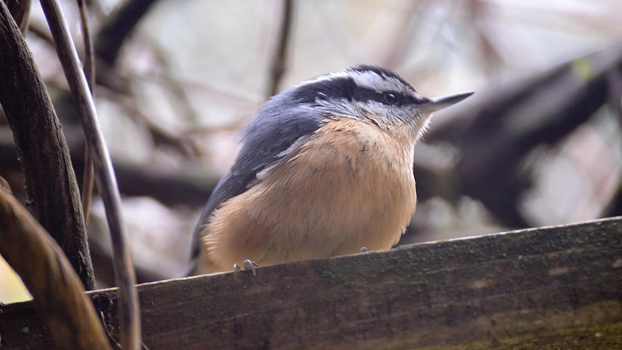 The Lone Nuthatch Waits Photograph by Ronda Broatch