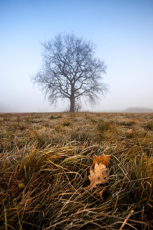 The Lone Oak Photograph